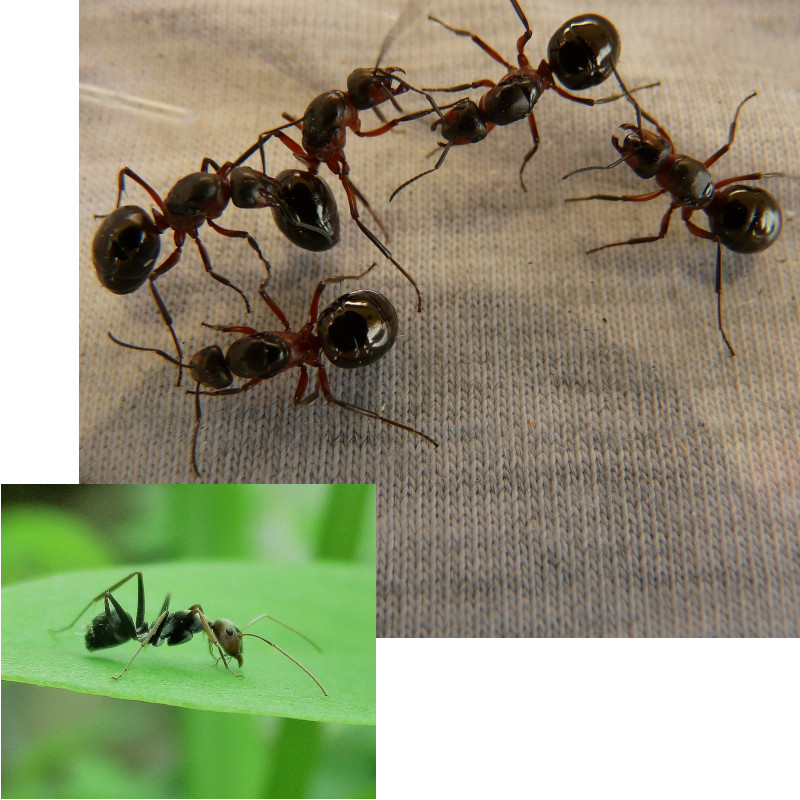 IMAGE OF ANT-ANTS