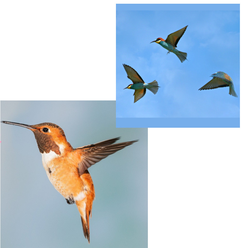 IMAGE OF BIRD-BIRDS
