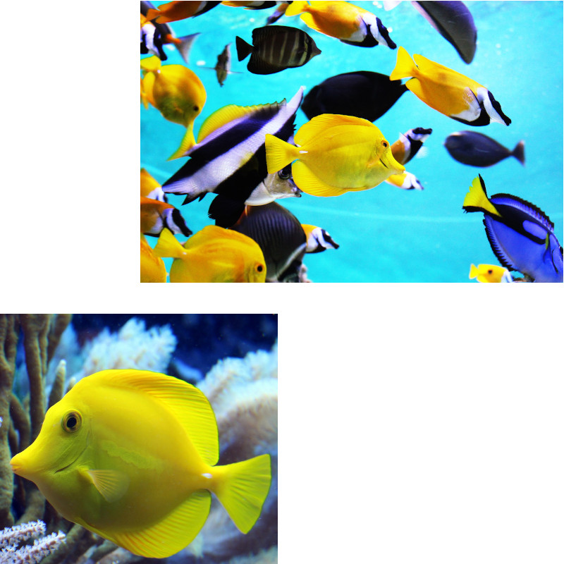 IMAGE OF FISH-FISHES