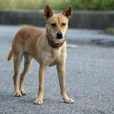 IMAGE OF DOG