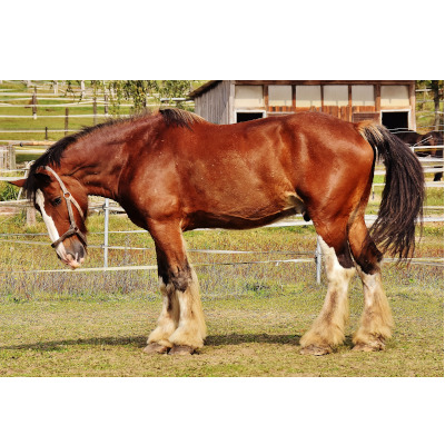 IMAGE OF HORSE