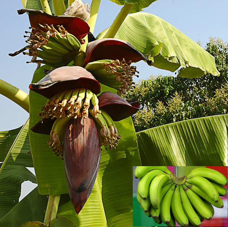 IMAGE OF BANANA-BUNCH