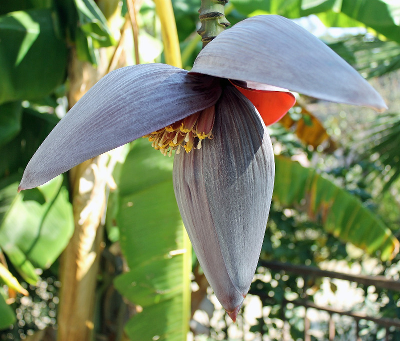 IMAGE OF BANANA-FLOWER