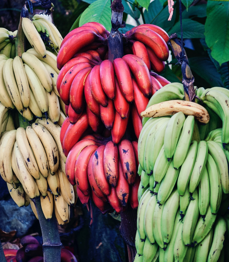 IMAGE OF BANANA-FRUIT