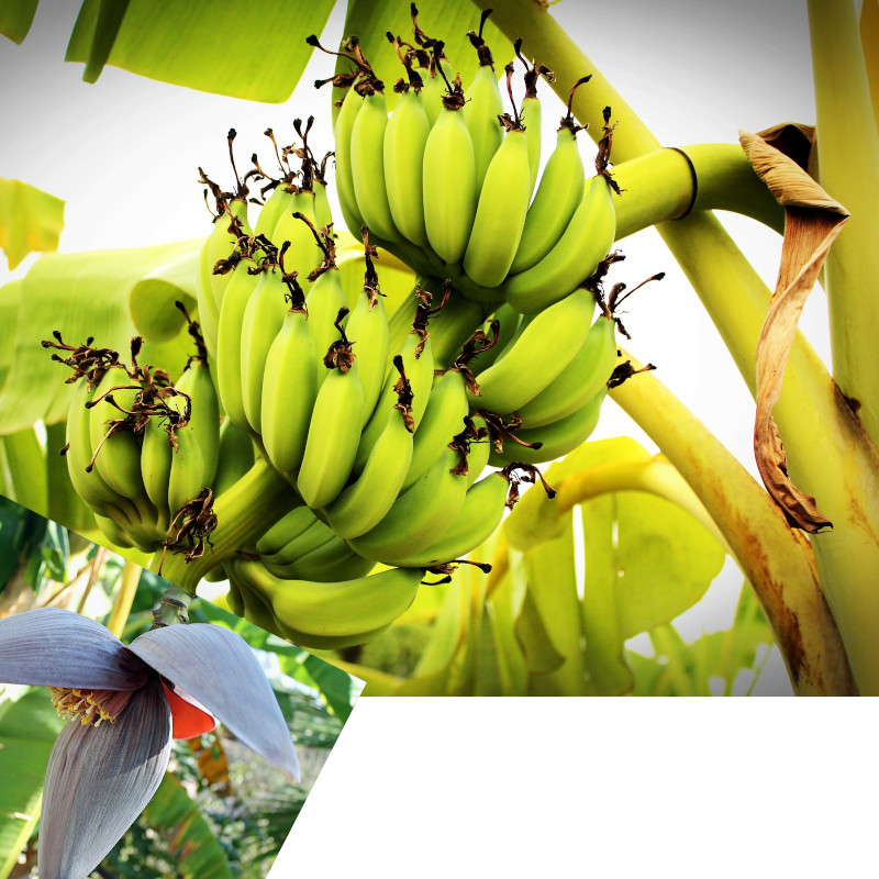 IMAGE OF BANANA-KULAI
