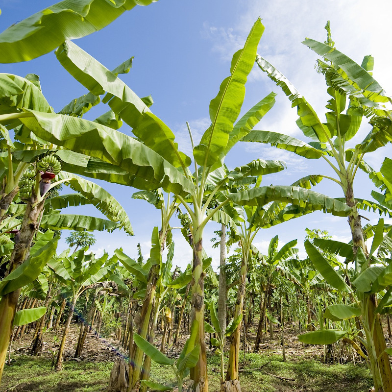 வாழை மரம்