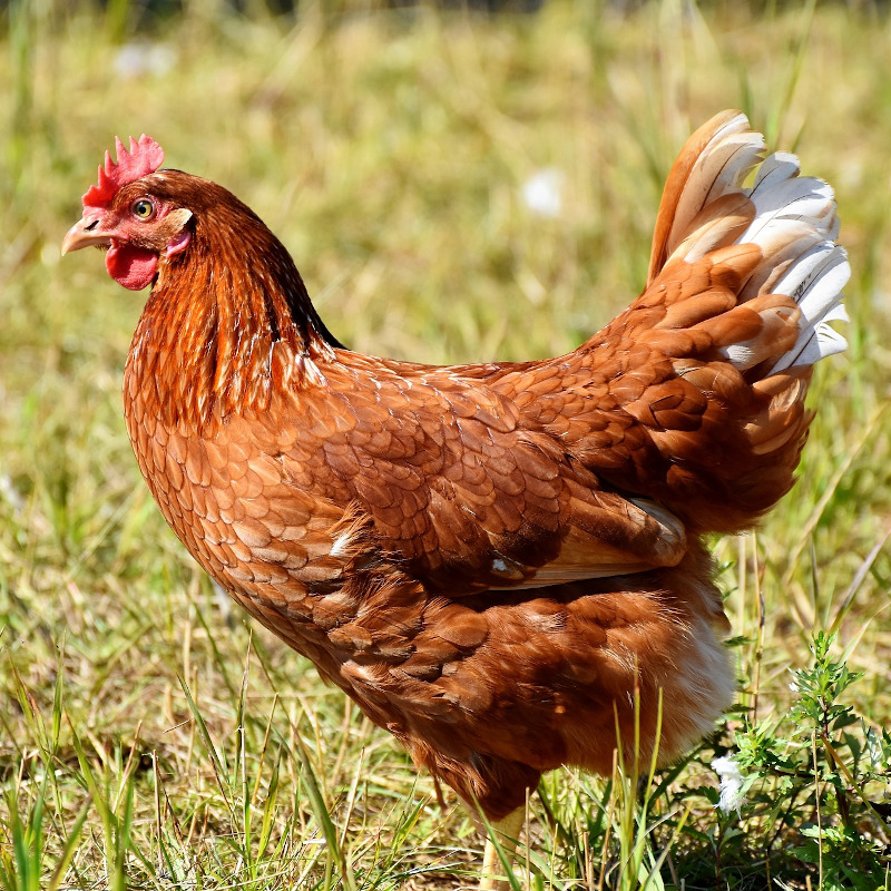 IMAGE OF CHICKEN