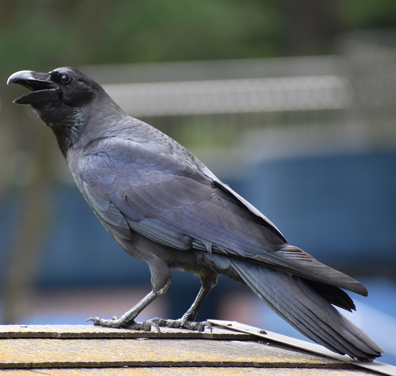 IMAGE OF CROW