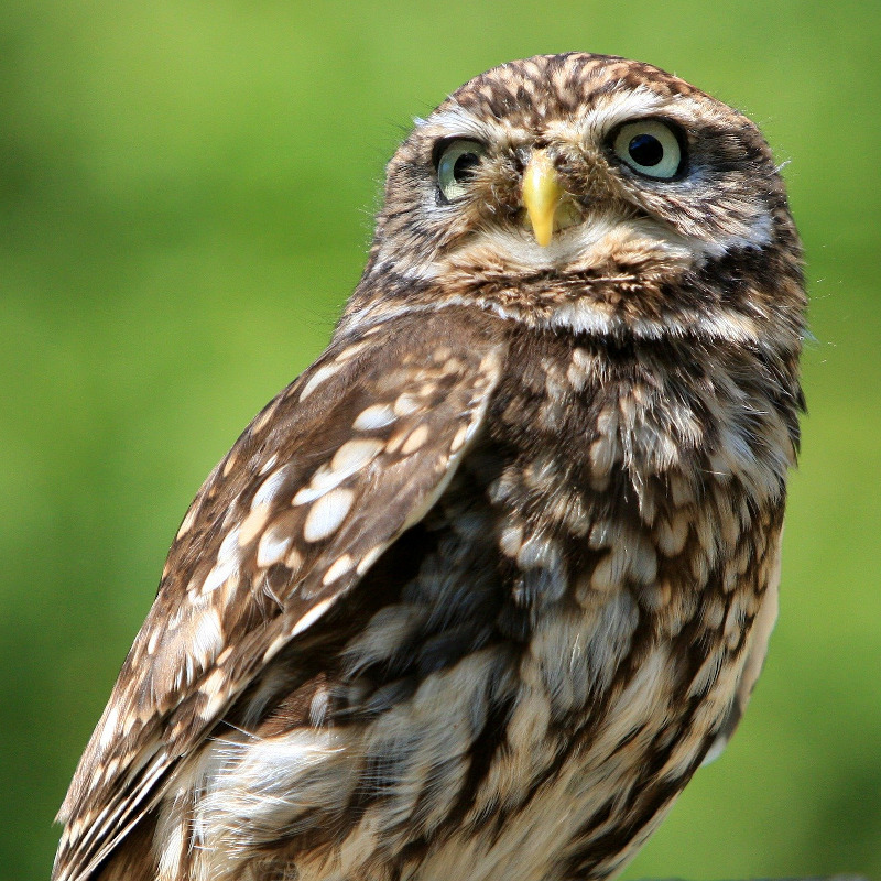 IMAGE OF OWL