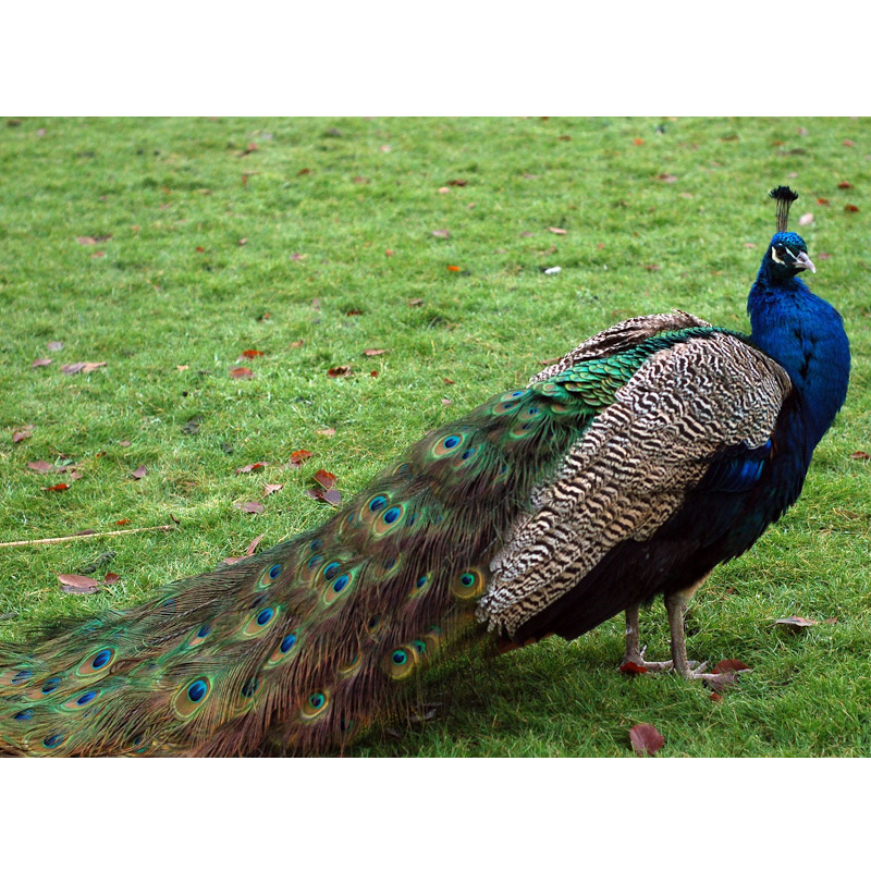 IMAGE OF PEACOCK