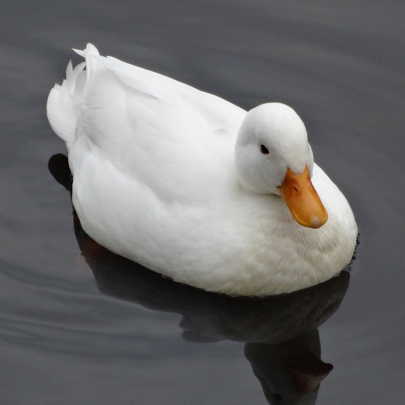 IMAGE OF DUCK