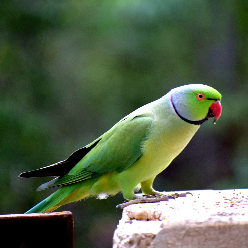 IMAGE OF PARROT