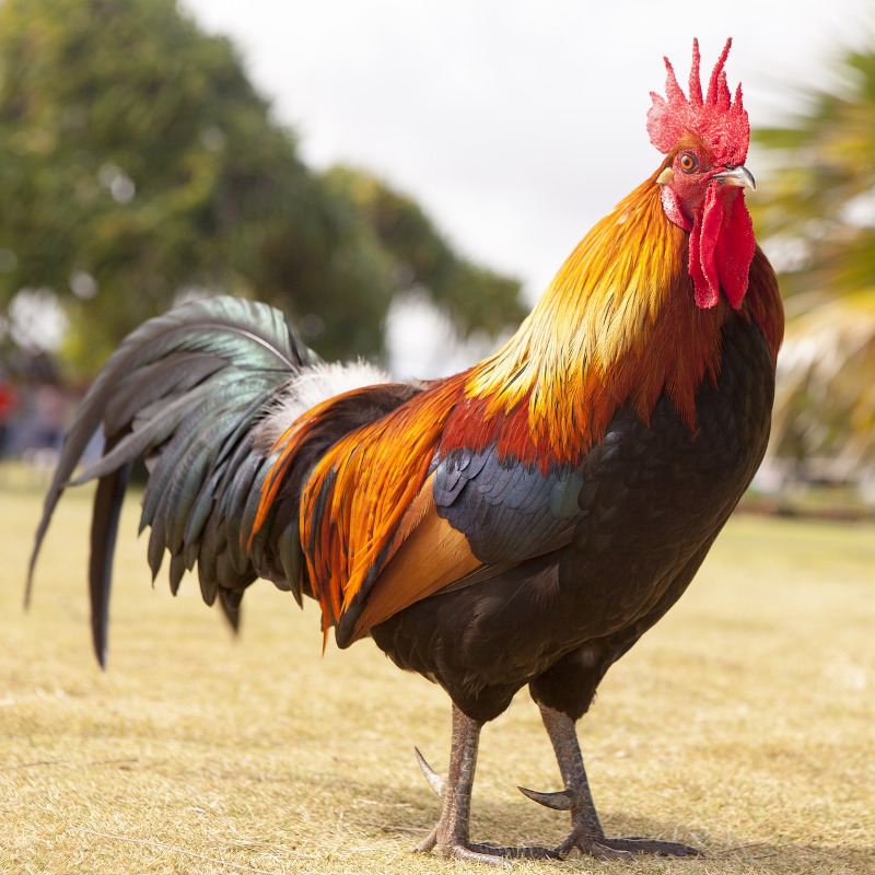 IMAGE OF ROOSTER