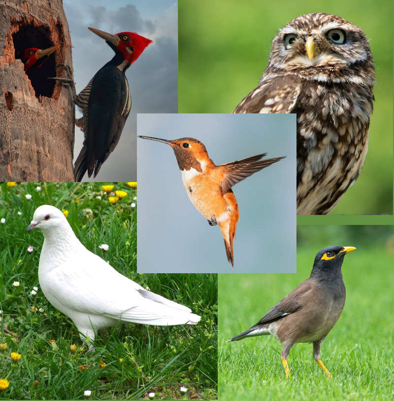 பறவைகள் (#2)