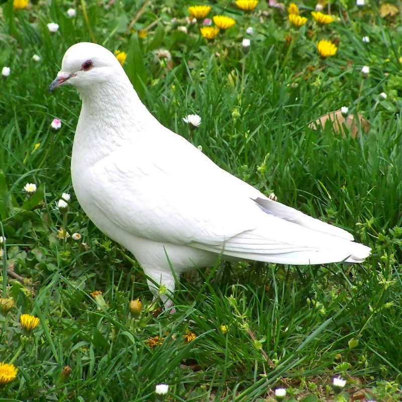 IMAGE OF DOVE