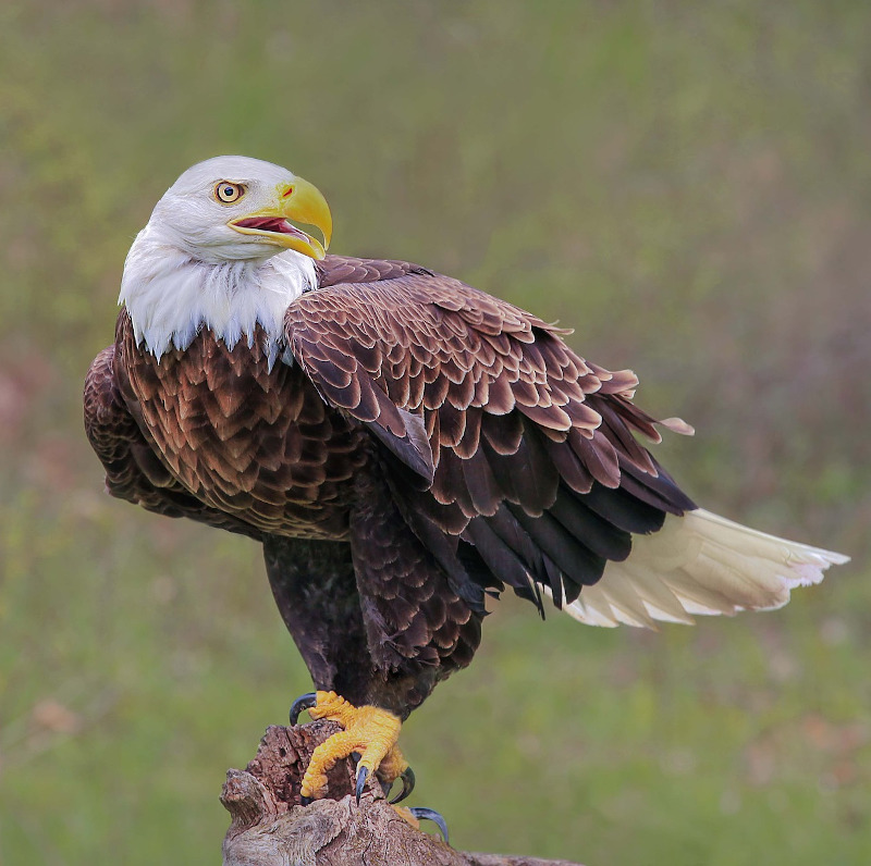 IMAGE OF EAGLE