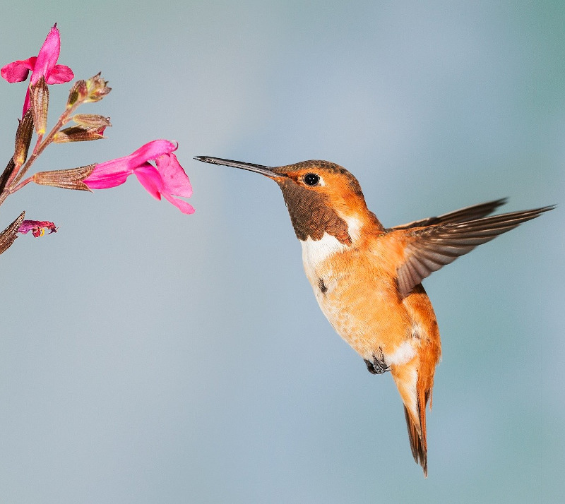 IMAGE OF HUMMING-BIRD