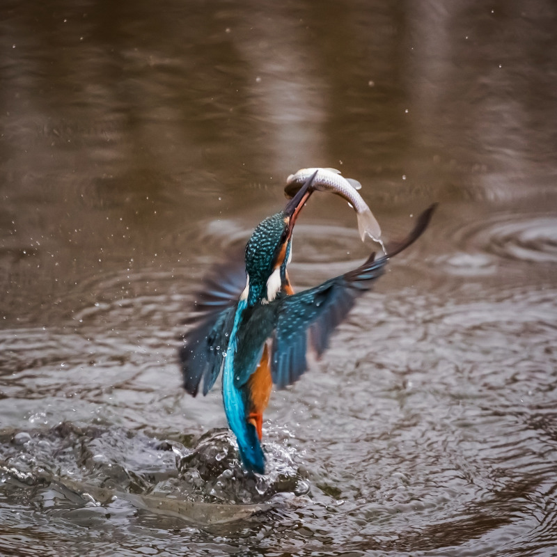 IMAGE OF KINGFISHER