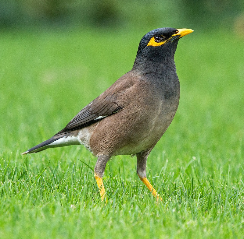 IMAGE OF MYNA