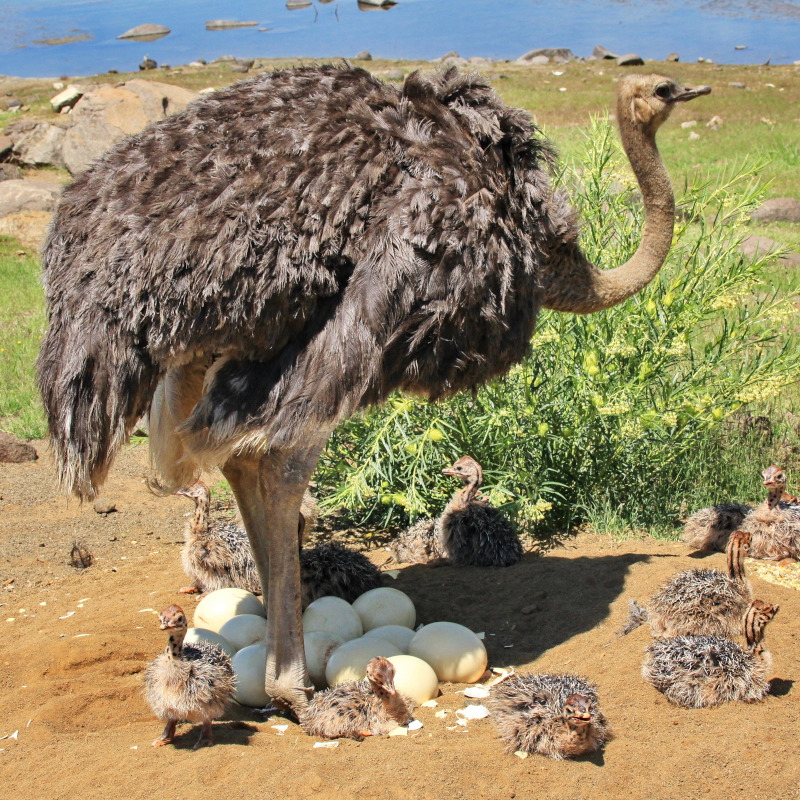 IMAGE OF OSTRICH