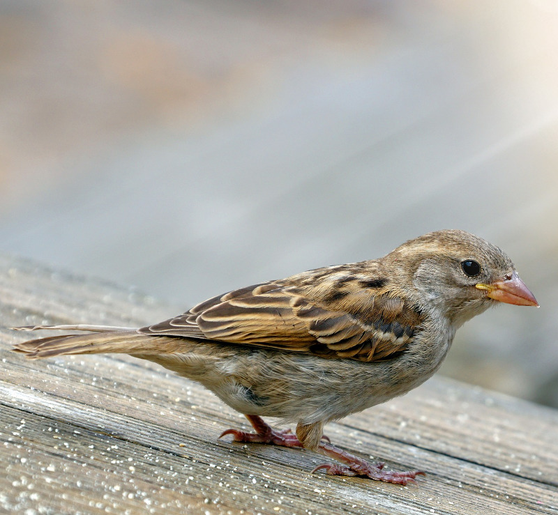 IMAGE OF SPARROW