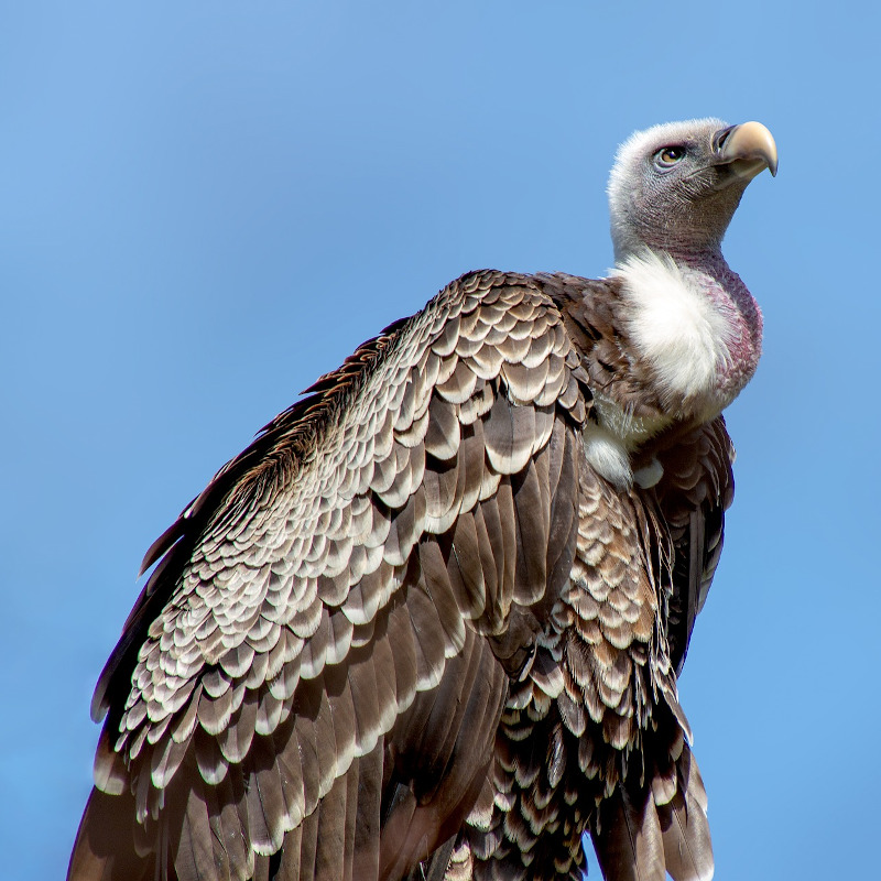 IMAGE OF VULTURE