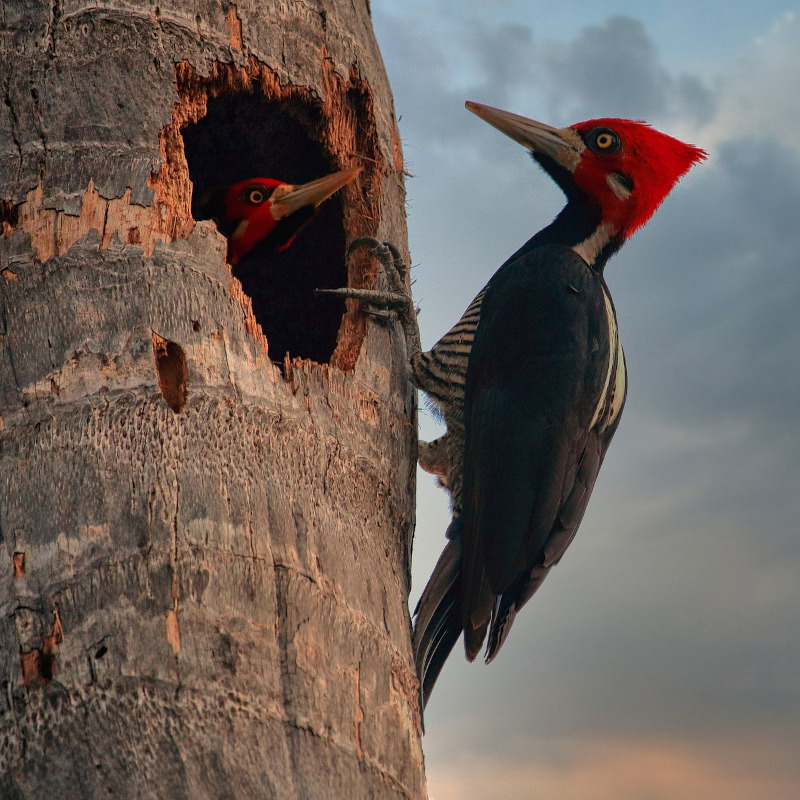 IMAGE OF WOODPECKER