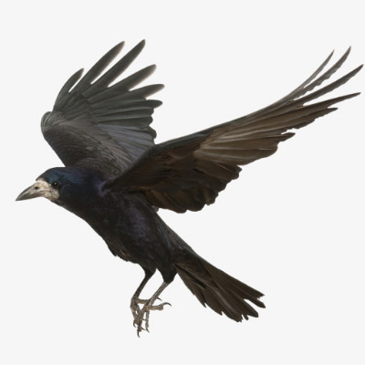IMAGE OF CROW