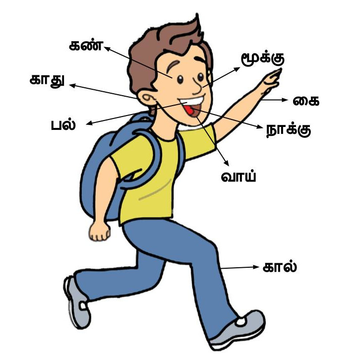 உடல் உறுப்புகள்