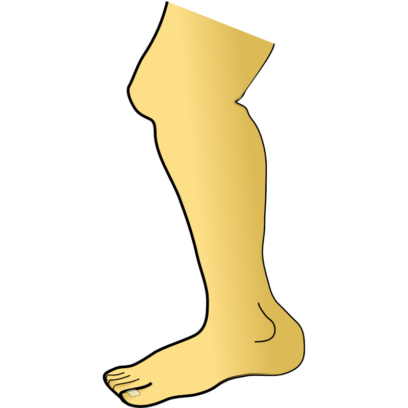 IMAGE OF LEG