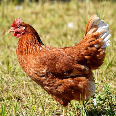 IMAGE OF CHICKEN