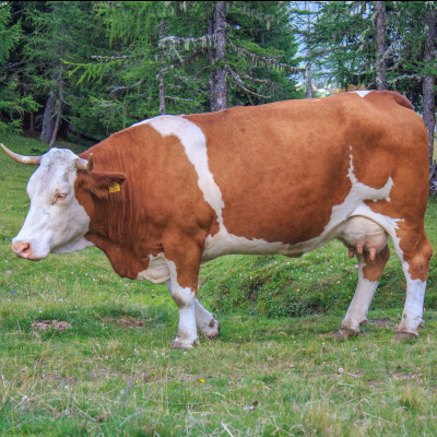 IMAGE OF COW