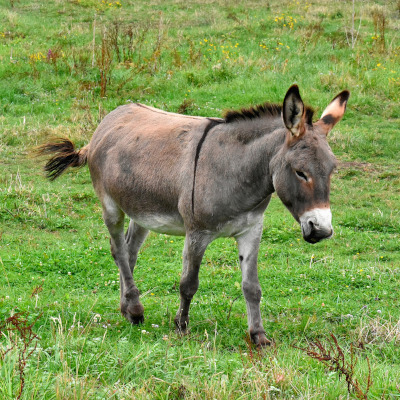 IMAGE OF DONKEY