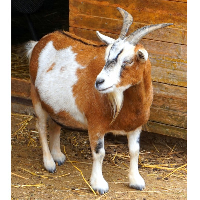 IMAGE OF GOAT