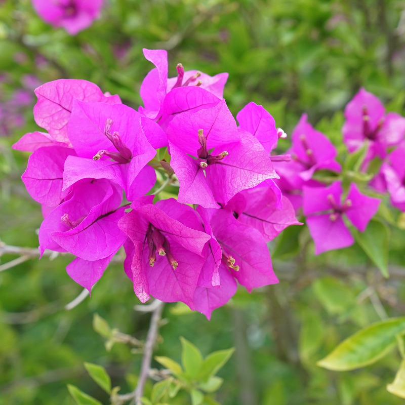 IMAGE OF BOUGAINVILLEA