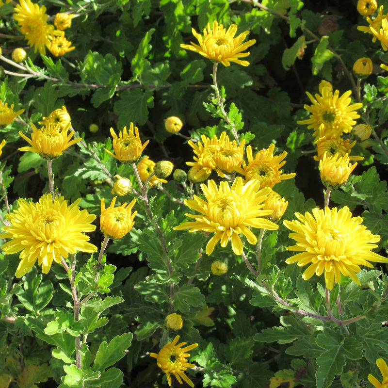 IMAGE OF CHRYSANTHEMUM