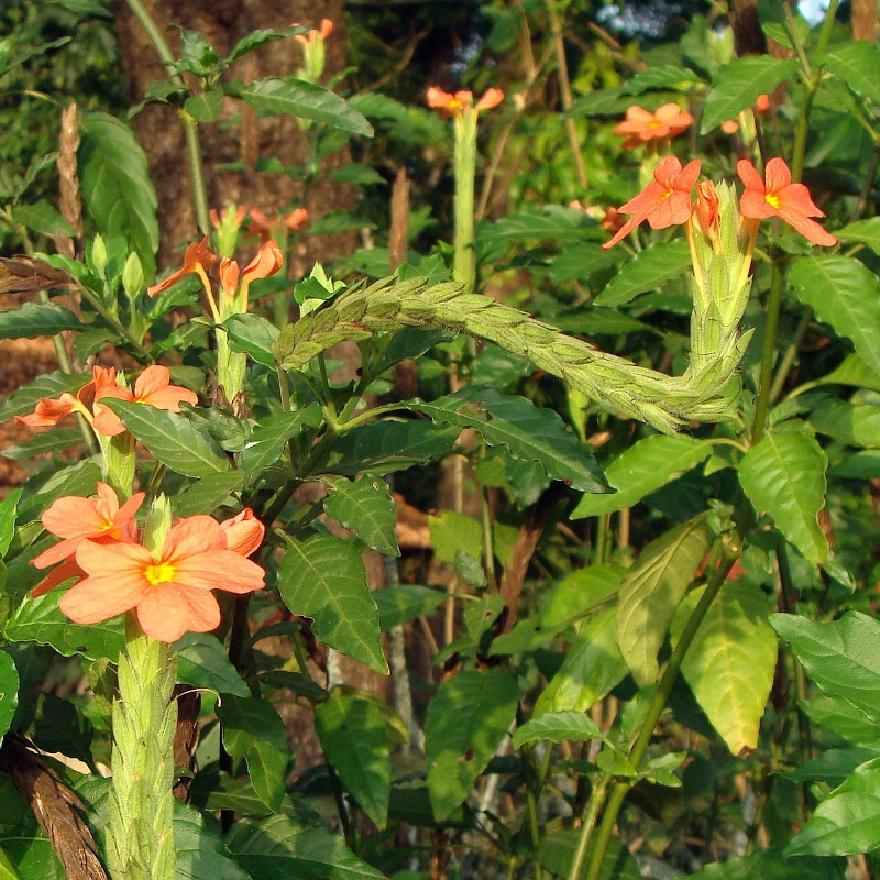 IMAGE OF FIRECRACKER