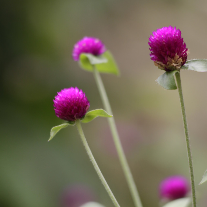 IMAGE OF GLOBE-AMARANTH