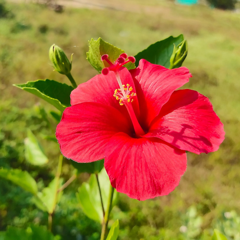 IMAGE OF HIBISCUS