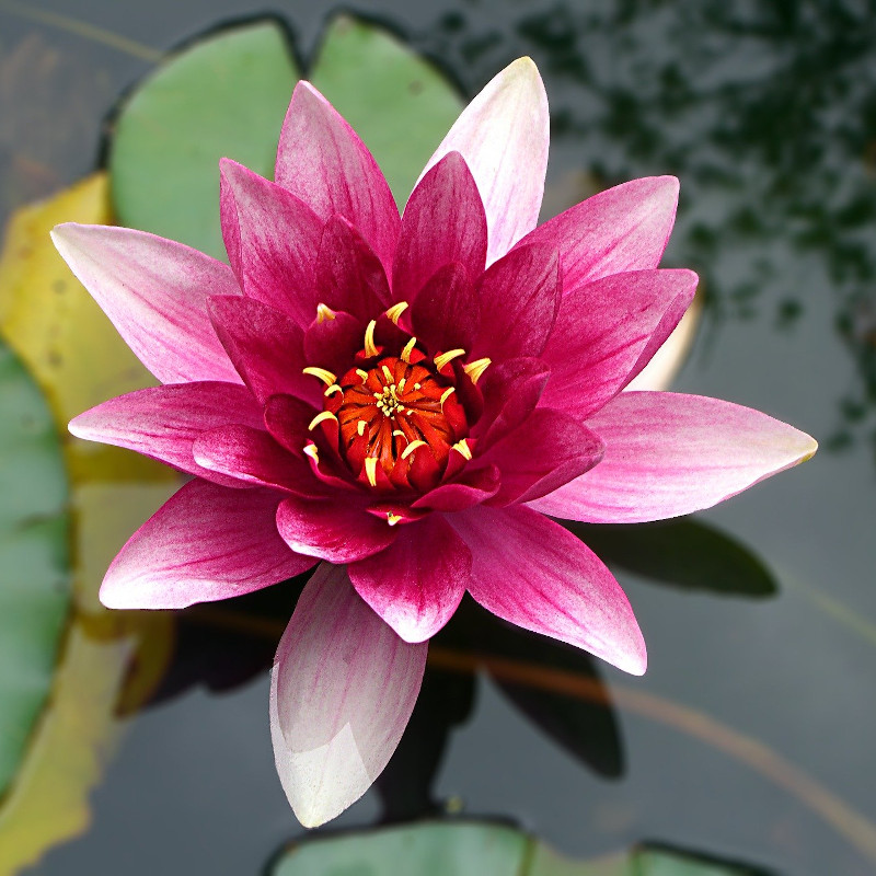 IMAGE OF LOTUS
