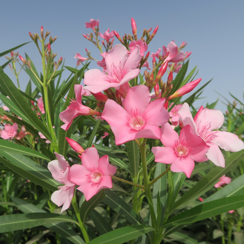 IMAGE OF OLEANDER