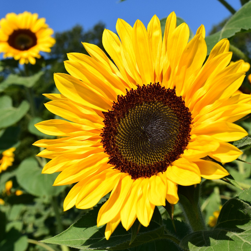 IMAGE OF SUNFLOWER