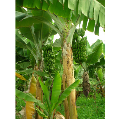 IMAGE OF BANANA-TREE