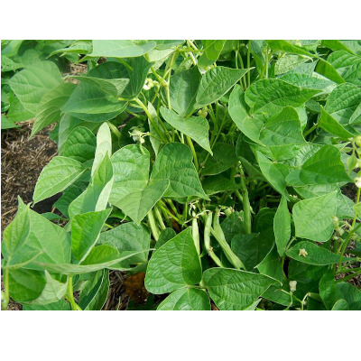IMAGE OF BEANS-BUSH