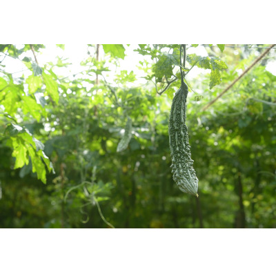 IMAGE OF BITTER-GOURD-VINE