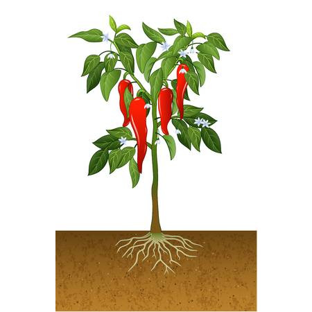 IMAGE OF CHILLI-PLANT