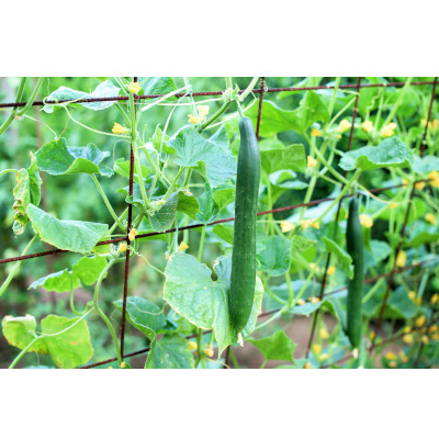 IMAGE OF CUCUMBER-VINE