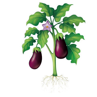 IMAGE OF EGGPLANT-PLANT