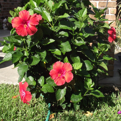 IMAGE OF HIBISCUS-BUSH