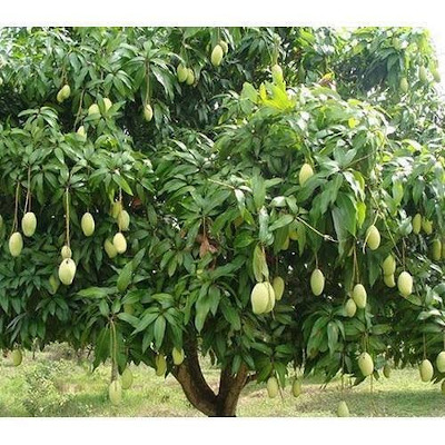 IMAGE OF MANGO-TREE